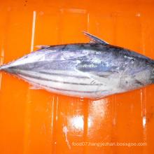 BQF Frozen Whole Round Skipjack Tuna For Canned